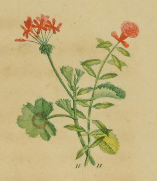 Illustration of a pomegranate flower and horseshoe geranium entwined.